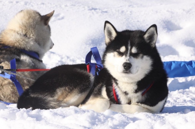  Mushing Savoie 
